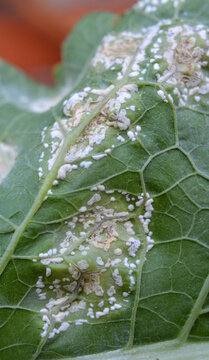 The plant is affected by white blister rust (Albugo candida)