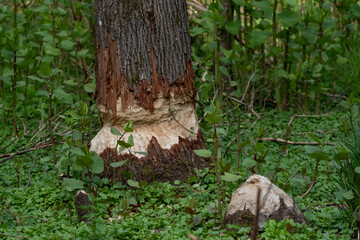 Obraz premium Von einem Biber angenagter Baum.