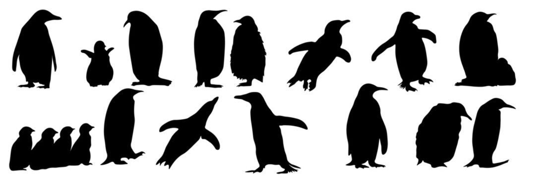 Vector set of penguin silhouettes in different poses including standing, walking, swimming and group composition. Black flat animal silhouettes isolated on white and transparent background. 