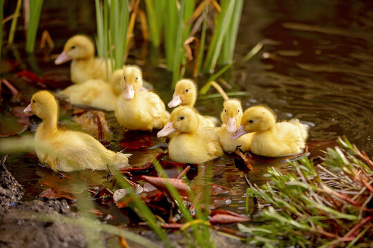 Ducklings swim in a little pond with plants and flowers in backyard