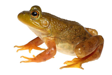 Fototapeta premium Lithobates catesbeianus, American bullfrog