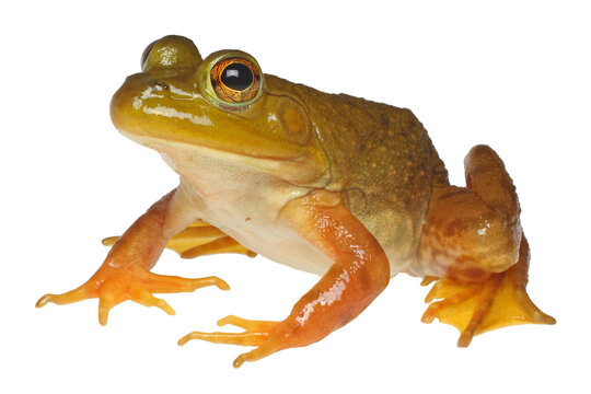 Lithobates catesbeianus, American Bullfrog, white background.