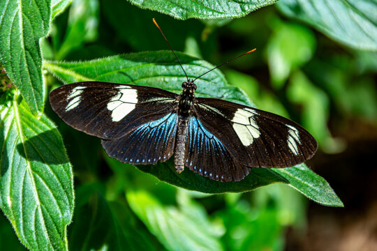 Sara Longwing Butterfly resting on leaf