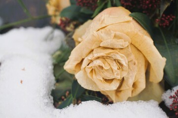 Vertrocknete gelb-beige Rose im Schnee bei Frost, Eis und Schnee am Morgen im Winter