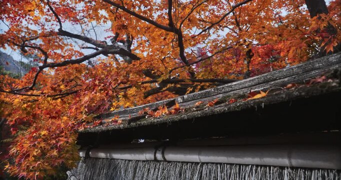 Old, wooden, Japanese structure under majestic autumn leaves on trees