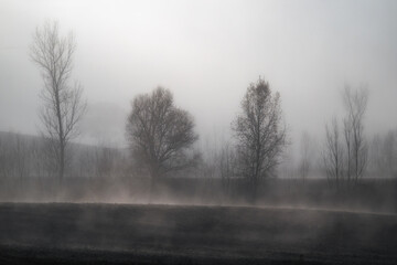Fototapeta premium Misty morning silence in a secluded forest, where bare trees stand as silent sentinels in the fog. Perfect for evoking mystery, calm, and introspection in visual storytelling