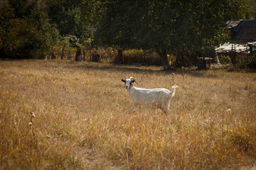 Fototapeta premium Curious white goat with horns standing in a field of dry golden grass on a farm