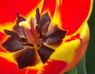 Abstract red and yellow tulip macro background