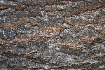 High detail close up of rough tree bark with layered natural patterns and earthy tones. Organic wood texture background with strong relief, natural structure, and raw forest aesthetics.