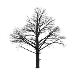 Obraz premium Silhouette of a tree isolated on transparent background