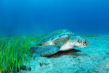 Obraz premium Green sea turtle (Chelonia mydas) feeding on seagrass, Abades, Tenerife, Canary Islands, Spain