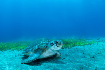 Obraz premium Green sea turtle (Chelonia mydas) feeding on seagrass, Abades, Tenerife, Canary Islands, Spain