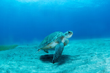 Green sea turtle (Chelonia mydas) feeding on seagrass, Abades, Tenerife, Canary Islands, Spain