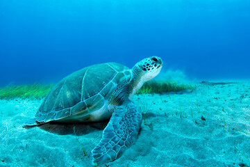 Fototapeta premium Green sea turtle (Chelonia mydas) feeding on seagrass, Abades, Tenerife, Canary Islands, Spain
