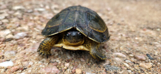 Obraz premium Red-eared Slider Turtle (Trachemys scripta elegans) Close-up on Gravel