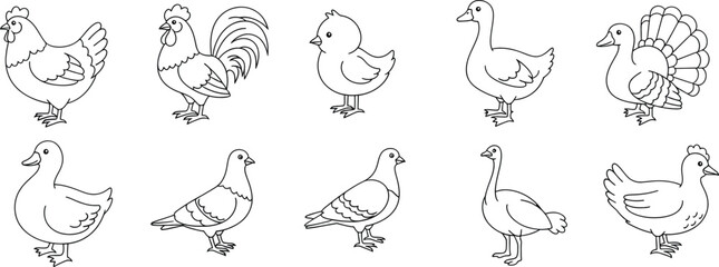 Cartoon Farm Birds Line Art Collection with Chickens, Ducks, Turkeys, and Pigeons Outline © Simu Store