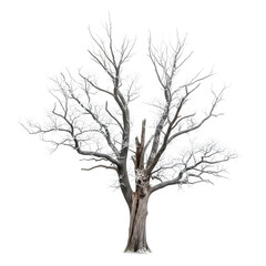 Obraz premium Silhouette of a bare tree isolated on transparent background