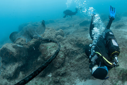 Scuba diver with giant stingray (Dasyatis centroura) approaching, Tenerife, Canary Islands, Spain