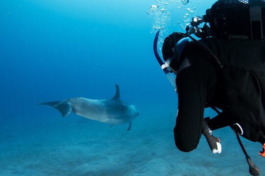 Scuba diver from behind approaching dolphin underwater, Tenerife, Canary Islands, Spain