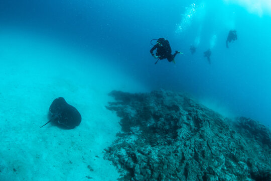Massive giant stingray (Dasyatis centroura) on sandy bottom with scuba divers above, Tenerife, Canary Islands, Spain