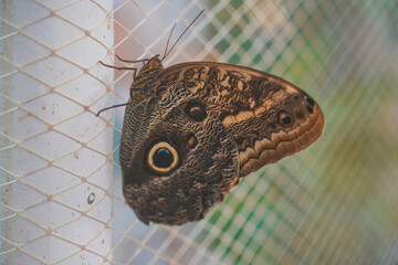 Butterfly Close up Picture © Evgenii