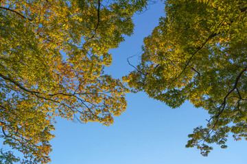 Fototapeta premium Sakata, Yamagata, japan - Oct 5 2024, panoramic view from below of autumn tree foliage against a clear blue sky, Sakata, Japan