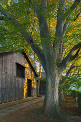 Sakata, Yamagata, japan - Oct 5 2024, vertical view of Sankyo Soko Storehouse with an alley of trees nearby, at sunset, without people, Sakata, Japan