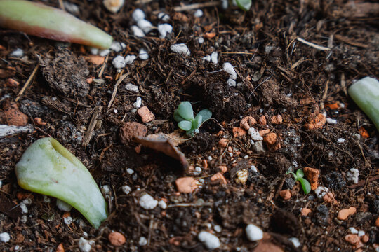 Small, young succulent plant emerging from the substrate, with leaves that have not yet developed roots.