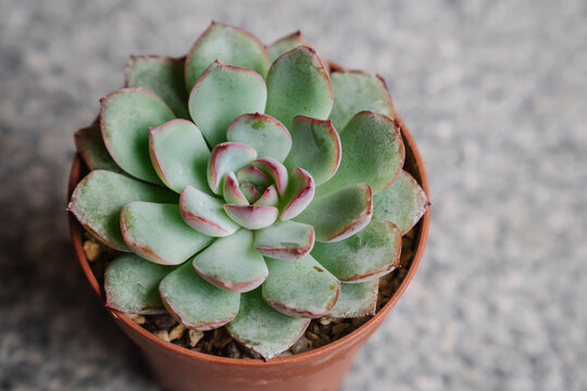 Beautiful blue and pink Echeveria Beatrice succulent plant