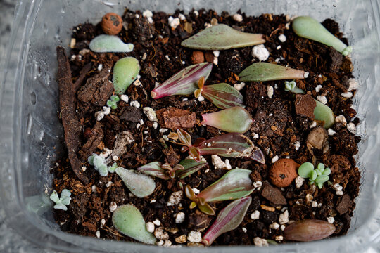 Small container that creates a greenhouse effect for several small succulents that grow from a leaf