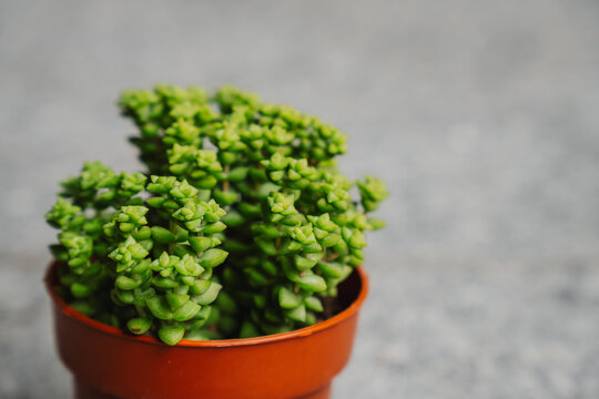 Beautiful bright green Crassula rupestris Tom Thumb plant
