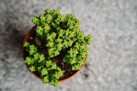 Beautiful bright green Crassula rupestris Tom Thumb plant