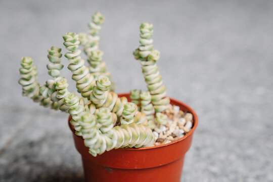 Young etiolated Crassula marnieriana variegata plant seeking sunlight