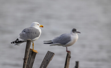 Obraz premium Gulls perching on wooden posts at Saint Laurent d'Aigouze