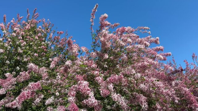 Lilac Syringa pubescens patula Miss Kim.