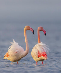 Two flamingos standing in water watching environment