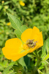 Pair of beetles mating on a vivid Primrose-willow bloom, surrounded by fresh green leaves. This macro shot highlights insect mating, wild pollinators, and the raw beauty of nature up close in daylight