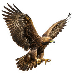 Obraz premium Majestic eagle in flight