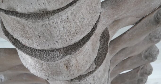 Big grey skeleton of big blue whale. Whale spine. Real whale bones. Balaenoptera musculus