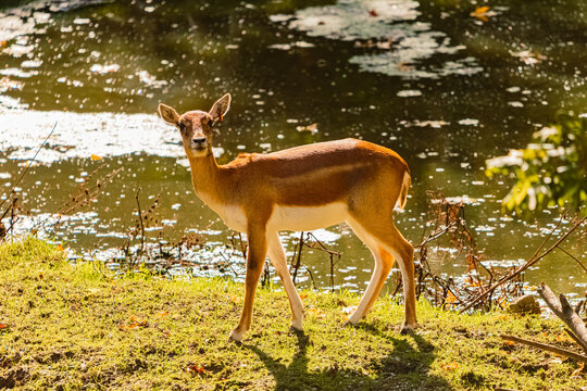 Antilope cervicapra, blackbuck, on a sunny autumn or indian summer day