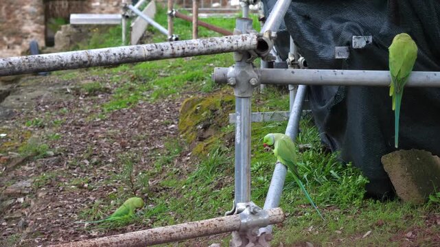 Green parrots perched near the Imperial Forums area in Rome in an urban historical setting.