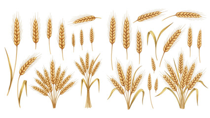 A charming watercolor collection of golden wheat stalks, including ripe grain heads, bundled sheaves, delicate barley spikes, and flowing harvest stems in warm rustic tones. © liana