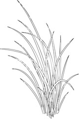 Naklejka premium Hand drawn monochrome sketch of long wild growing grass clump.