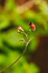 Macro bee pollinating red wildflower with golden bokeh background