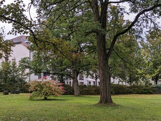 Obraz premium tree in park