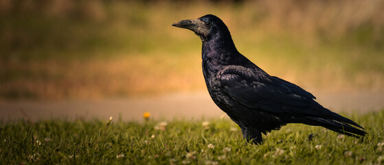 Rook (Corvus frugilegus) standing on grass in warm autumn light – Image 5 © Dimitar