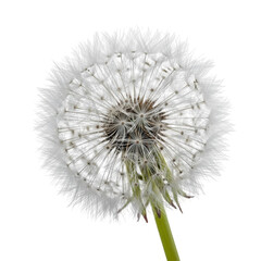 Obraz premium White Dandelion Seed Head Close Up Isolated Background Isolated on transparent background