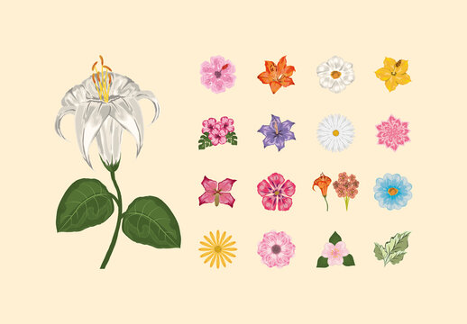 Botanical Flower Illustration Set