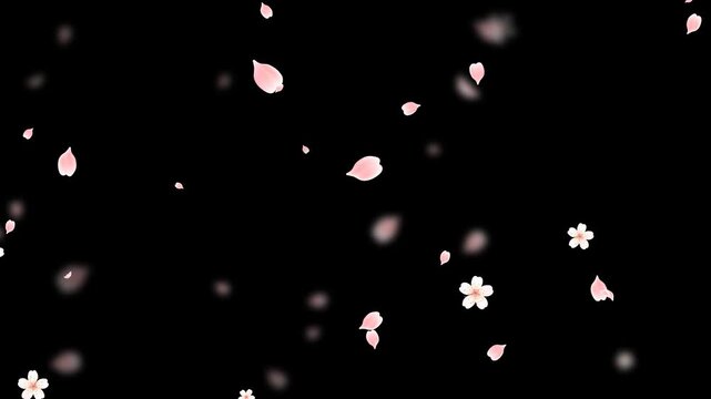 Spring Sakura Cherry Blossom fall Alpha Channel Floral animation , nature petals and buds season and spring sale isolated motion design element