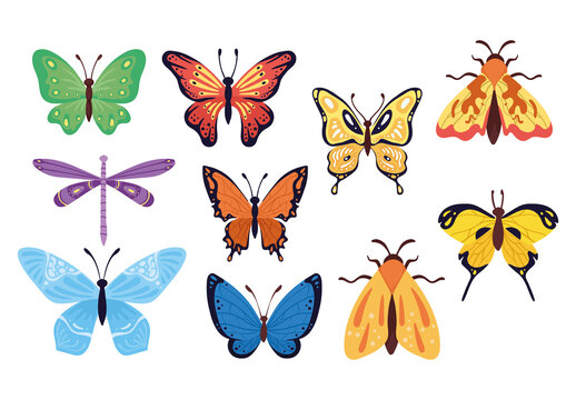 Butterflys Moth Illustration Set